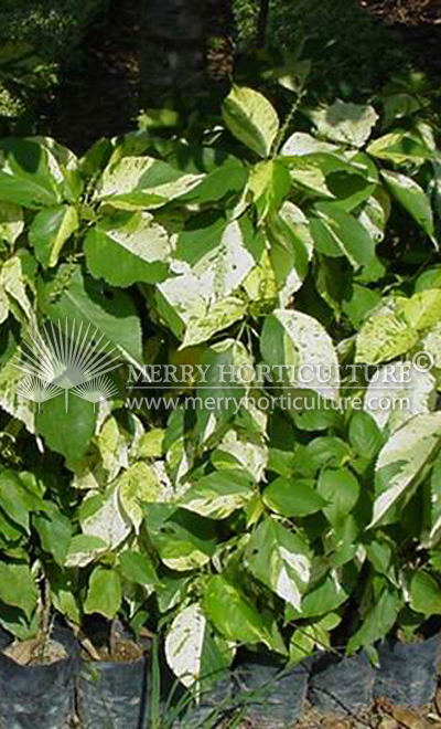 Acalypha wilkesiana ' jawa white '